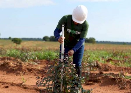MS Qualifica Digital oferece 1,2 mil vagas em capacita&ccedil;&otilde;es no setor florestal