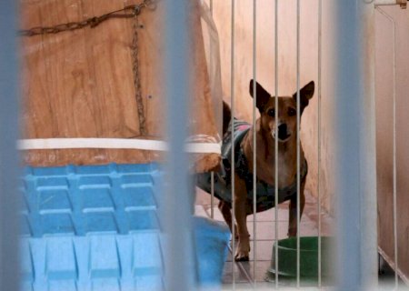 Vizinha se incomoda com latidos e aciona PM na Mata do Jacinto