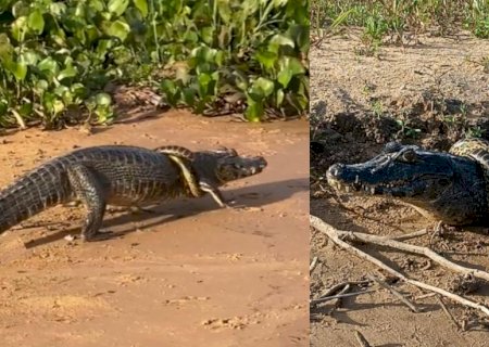 VÍDEOS: Em MS, jacaré nem liga e anda ‘de boa’ com sucuri enrolada no pescoço