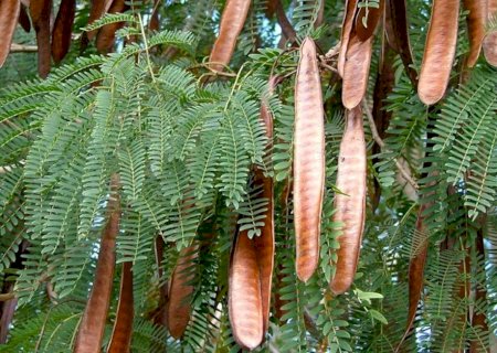 Prefeitura prepara lei para erradicar árvore invasora que prejudica flora em Dourados
