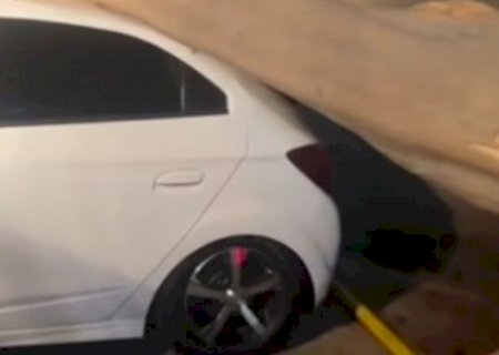 Ventania causa estragos em Dourados; árvore cai sobre carro e casas são destelhadas