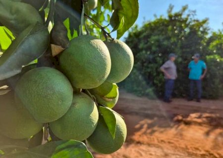 Com sal&aacute;rios de at&eacute; R$ 7 mil, colheita de laranja deve ampliar vagas em MS