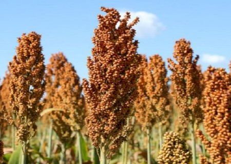 Sorgo cresce em MS e vira aposta de demanda nas usinas de etanol