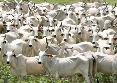 Incentivo fiscal impulsiona alta de 12% no abate de gado org&acirc;nico no Estado