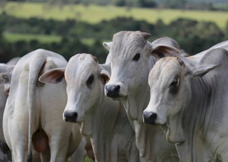 Ciclo pecuário influencia decisões de produtores e preços da arroba em MS