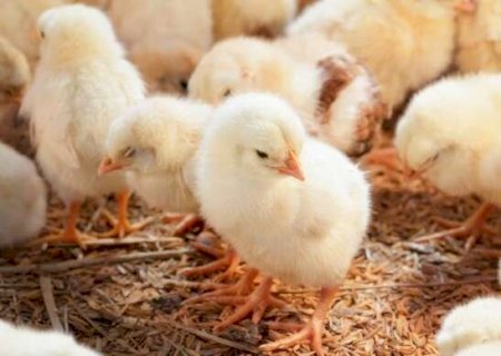 Peru escolhe empresas de &Aacute;gua Clara para fornecer material gen&eacute;tico animal