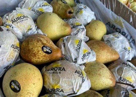 Frutas premium percorrem milhares de quilômetros e chegam frescas à mesa