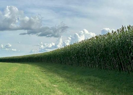 Campo aposta em novo sorgo gigante para garantir alimento ao rebanho>