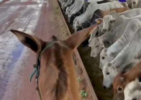 Arroba da vaca gorda sobe na Capital e em Três Lagoas