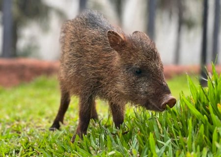 Conheça Flora, fêmea de cateto que não pode voltar à natureza e encontrou no Bioparque Pantanal um novo lar>