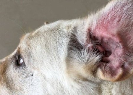 Tempo chuvoso aumenta casos de otite em pets e exige cuidados>