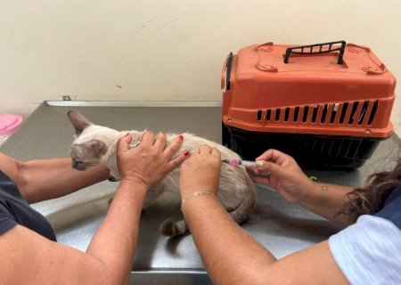 Vacina&ccedil;&atilde;o antirr&aacute;bica chega a quatro bairros nesta ter&ccedil;a-feira em Campo Grande>