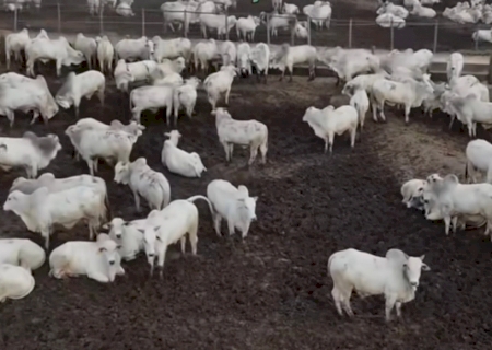 Atividade econômica brasileira cresce 2,5% em 2025