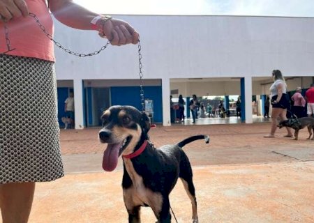 Distribui&ccedil;&atilde;o de senhas para castra&ccedil;&atilde;o de c&atilde;es e gatos inicia na pr&oacute;xima semana em Campo Grande
