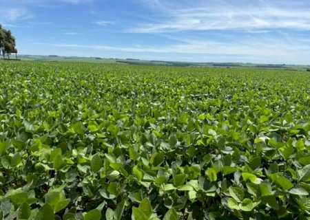 Colheita da soja em MS atinge 6,2% da &aacute;rea e avan&ccedil;a em ritmo desigual