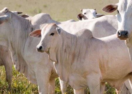 Vacina contra bact&eacute;rias em bovinos some do mercado em MS