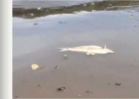 Pescadores encontram diversos peixes mortos no Rio Sucuriú