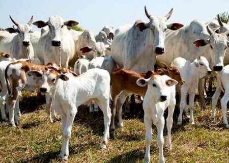 Com alta no abate, MS se mantém entre líderes da pecuária brasileira