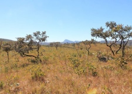 Estudo indica que Cerrado pode armazenar mais carbono que Amazônia