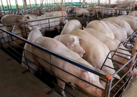 MS consolida avanço da suinocultura com crescimento de 50% e mais de R$ 300 milhões em incentivos>