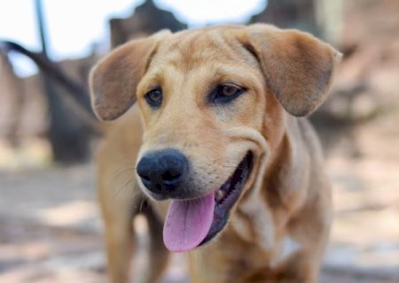 Vira-lata &eacute; mais resistente que cachorro de ra&ccedil;a? Veterin&aacute;rio explica>