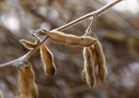 Festa do Pé de Soja Solteiro movimentou Laguna Carapã com tradição, tecnologia e safra em alta>