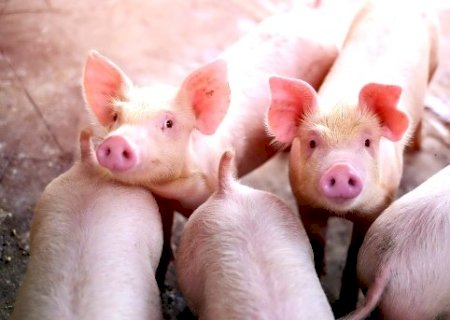 Suinocultura de MS aposta na Rota Bioceânica para incrementar vendas para a Ásia>