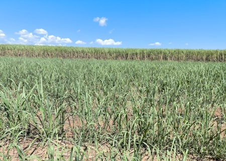 Conab estima produção de cana-de-açúcar em 673,2 milhões de toneladas na safra 2025/26>