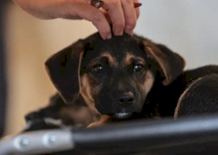 Lei define regras para guarda compartilhada de pets após separação>