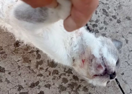 Casal de pitbulls entra em condom&iacute;nios e mata 12 gatos em 10 dias