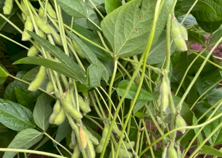 Portaria muda lógica do Garantia-Safra e aposta em prevenção de perdas