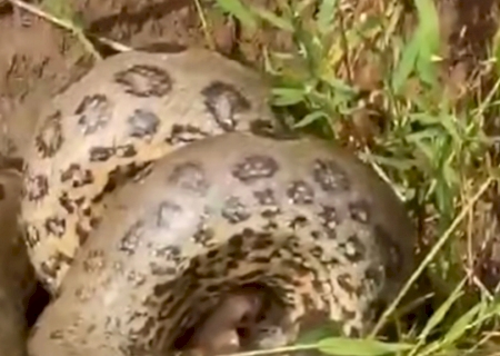 VÍDEO: Sucuri gigante captura peixe perigoso no Rio Dourados