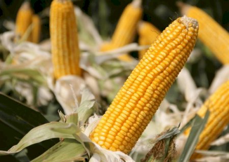 Produtores de MS terão até 50% de subvenção no seguro do milho safrinha