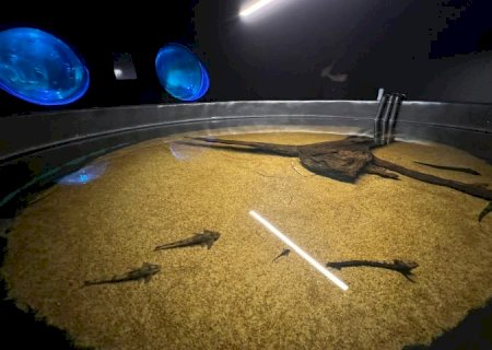 Bioparque Pantanal resgata peixes afetados pela decoada e fortalece pesquisas científicas