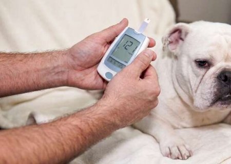 Xixi grudento e formigas podem ser sinais de diabetes em pets>