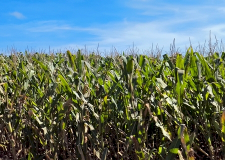 Senar MS lança novos cursos de manejo integrado para fortalecer a produção rural