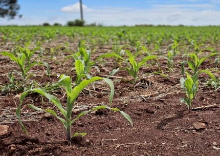 Produtores de Deodápolis e Culturama tiveram perda total em lavouras com frio e granizo>