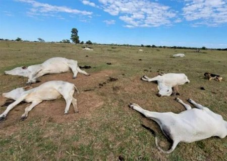 Queda na temperatura j&aacute; matou 74 bovinos em propriedades rurais>