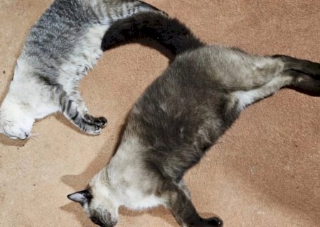 Gatos são encontrados mortos com suspeita de envenenamento em Nova Andradina>