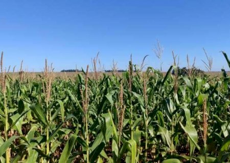Regi&atilde;o Norte lidera qualidade das lavouras de milho em Mato Grosso do Sul>