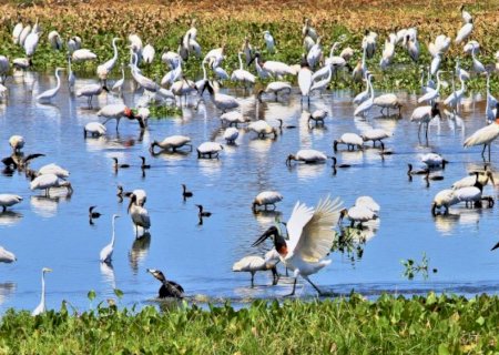 UEMS lidera cooperação com universidade da Inglaterra em imersão acadêmica no Pantanal>