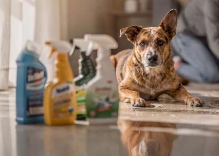 Produtos de limpeza deixam a casa cheirosa, mas podem matar seu pet