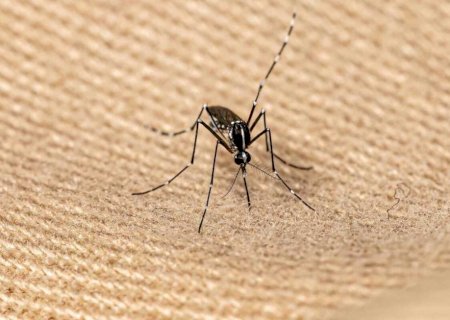 Morador em Itaporã morre vítima da chikungunya e Mato Grosso do Sul totaliza 21 óbitos>