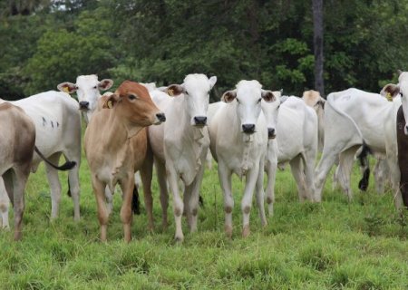 Frio derruba temperaturas e mata 83 cabeças de gado>