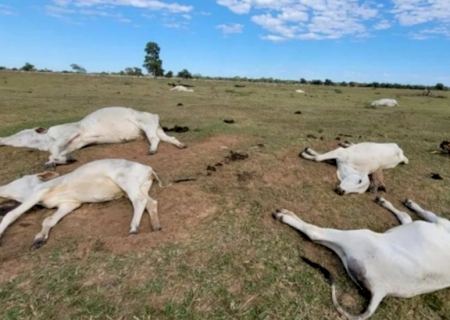 frio intenso provocou morte de 83 bovinos no sul de Mato Grosso do Sul>