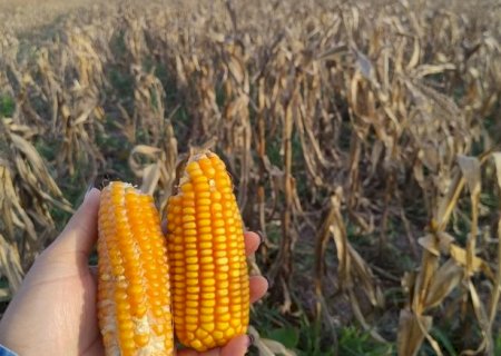 Seca responde por 80% das perdas nas lavouras de Mato Grosso do Sul>
