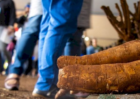 Da lavoura à agroindústria: mandioca mostra força da agricultura familiar durante oficinas na Tecnofam
