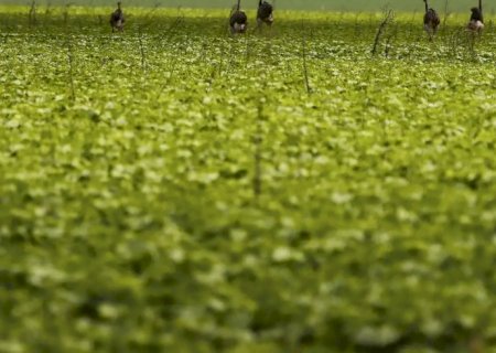 CMN passa a exigir fotos com localização comprovada em seguro rural