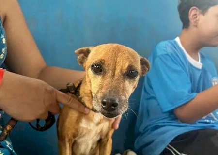 Nova lei criminaliza atuação irregular na medicina veterinária