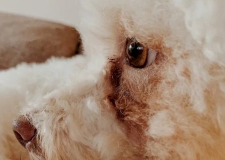 L&aacute;grima &aacute;cida pode indicar problemas ocultos no seu pet>